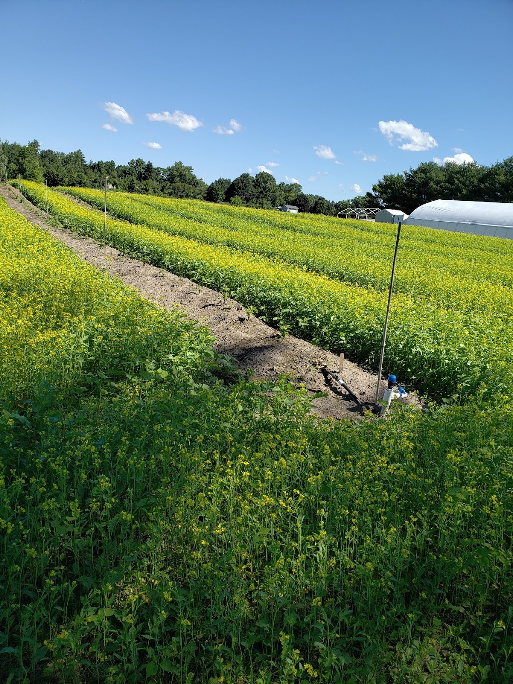 Blueberry Knoll Berry Farm | 1091 Hutchinson Rd, Lowbanks, ON N0A 1K0, Canada | Phone: (905) 774-7732