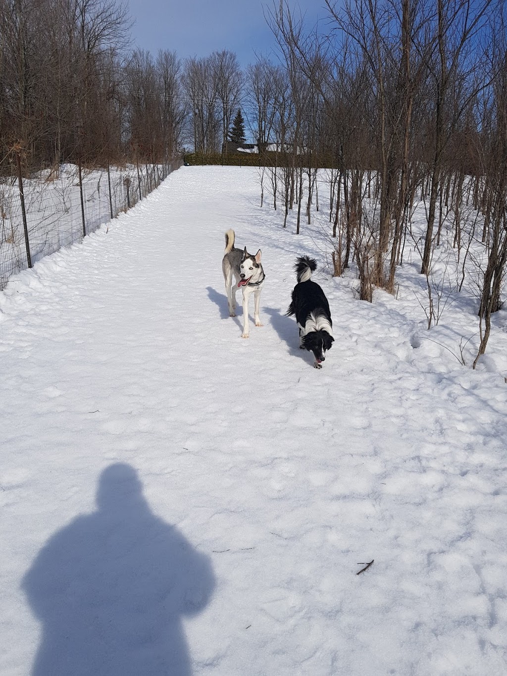 Rockland Dog Park | Poupart Rd, Rockland, ON K4K 1K9, Canada | Phone: (613) 487-3412