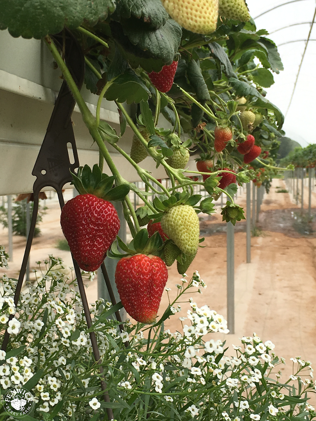 Fenwick Berry Farm: Barn & Retail (Berry Fresh Farms) | 1760 Balfour St, Fenwick, ON L0S 1C0, Canada | Phone: (905) 892-8231