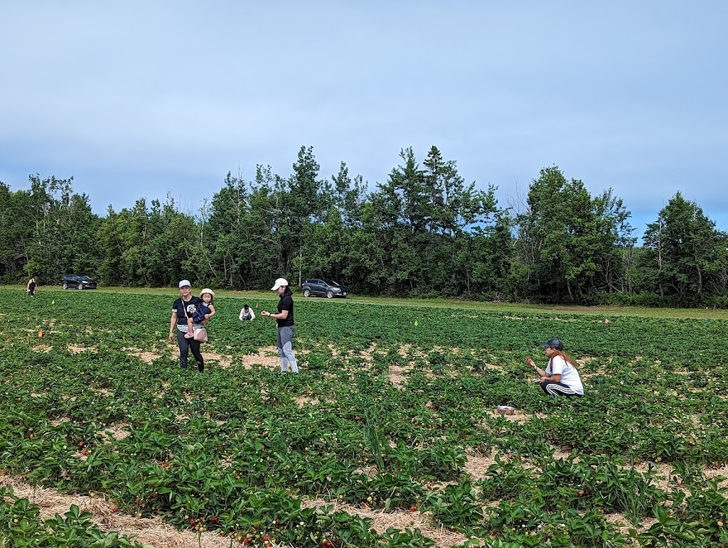 Poirier Strawberry Farm | 11 Chem. Poirier, Saint-Édouard-de-Kent, NB E4S 4T9, Canada | Phone: (506) 743-2922