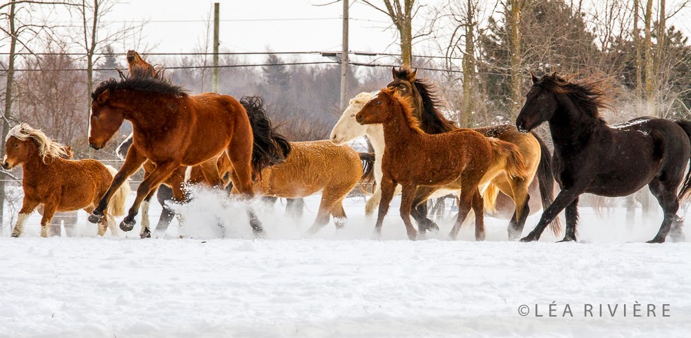 Domaine du Ranch Namaspamoos | 249 Rte 221 sud, Lacolle, QC J0J 1J0, Canada | Phone: (450) 246-4641