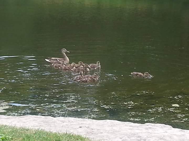 Smith Pond Park | Wellington Ave, Ingersoll, ON N5C 1C3, Canada