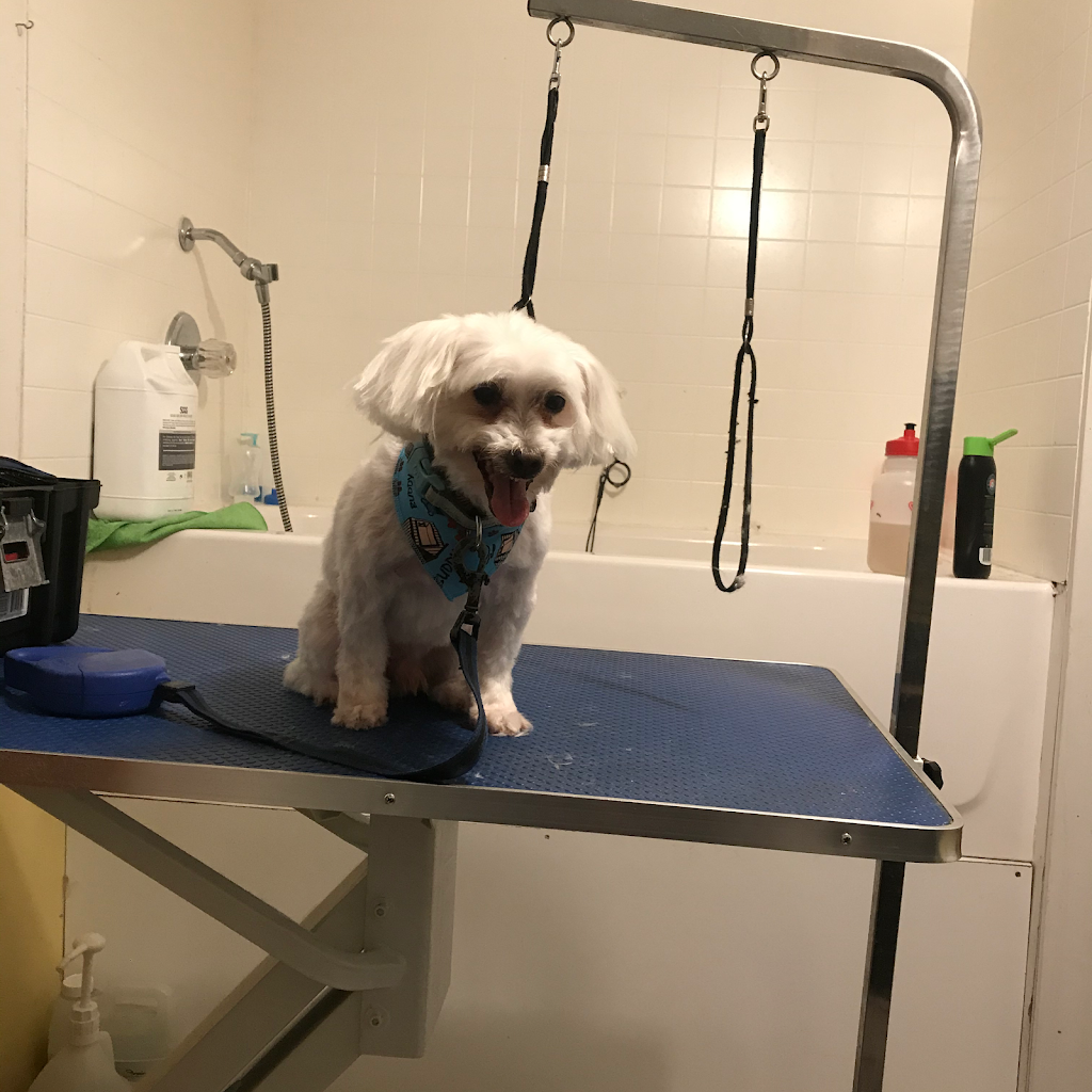 Scrubadubdoggy Dog Grooming Not Accepting New Clients | 48 Clayton Crescent, Bowmanville, ON L1C 4P3, Canada | Phone: (289) 927-5182