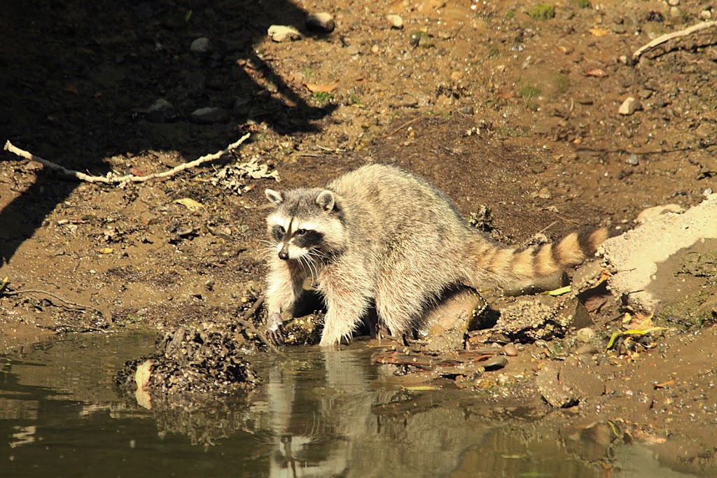 Wild Bird Trust of B.C. | 2649 Dollarton Hwy, North Vancouver, BC V7H 1B1, Canada | Phone: (604) 929-2379