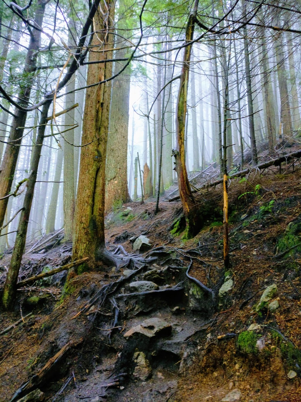 BCMC Trail | BCMC Trail, North Vancouver, BC V7R 4K9, Canada | Phone: (604) 224-5739