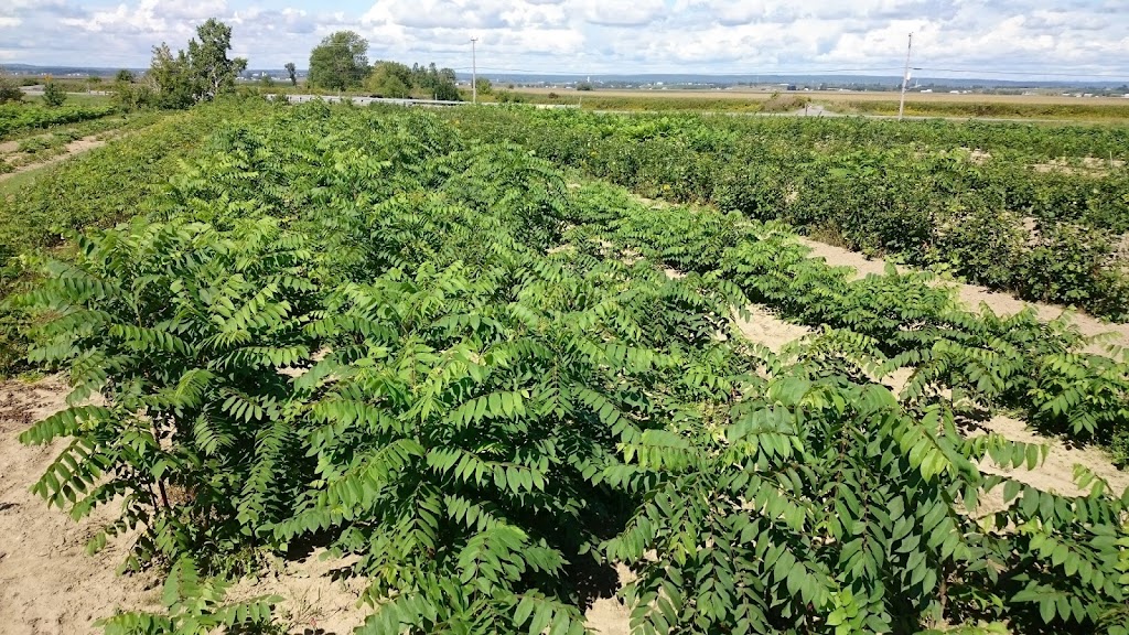 Pépinière Casse-Noisette inc. | 320 Rang de la Rivière So, Maskinongé, QC J0K 1N0, Canada | Phone: (819) 227-1052