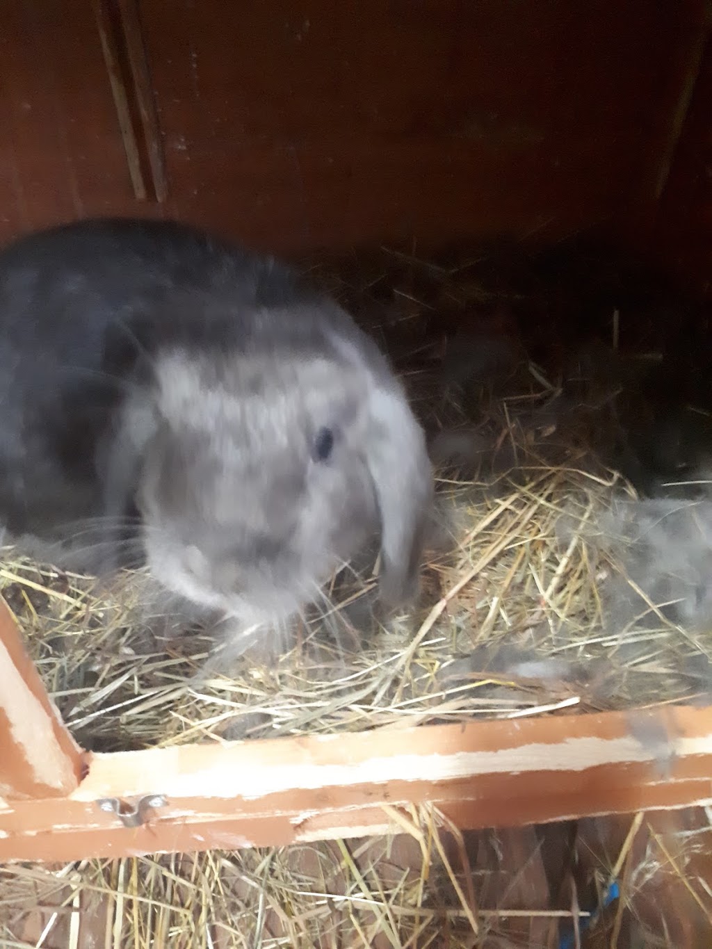 Murray St Rabbit Rescue | 99 Murray St, Brantford, ON N3S 5P3, Canada | Phone: (226) 802-9853