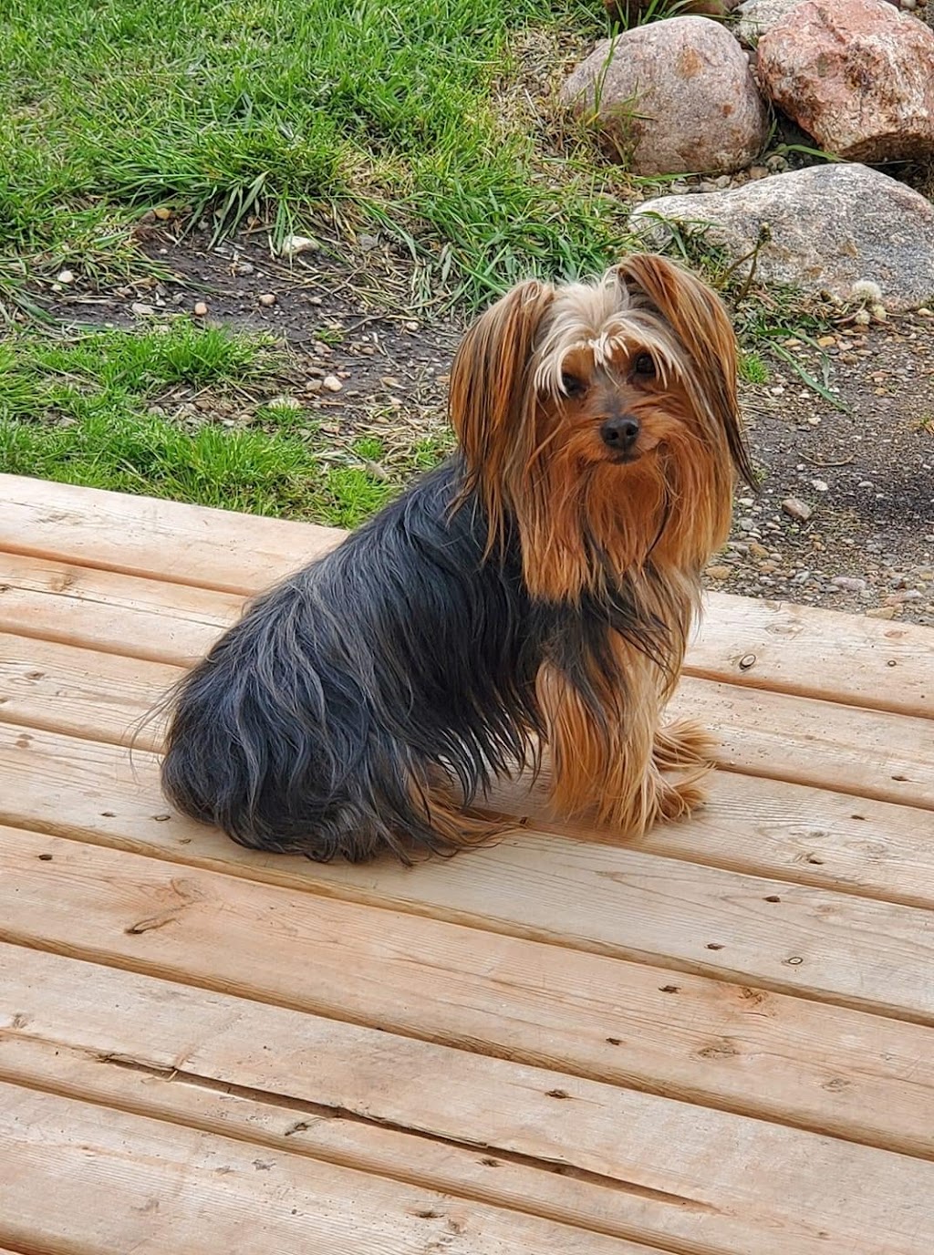 Ketabra Yorkies | 40121 rr221, Alix, AB T0C 0B0, Canada | Phone: (403) 391-9753