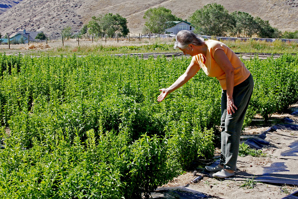 Suede Hills Organic Farm | 6949 Thompson River Dr, Savona, BC V0K 2J0, Canada | Phone: (877) 682-1188