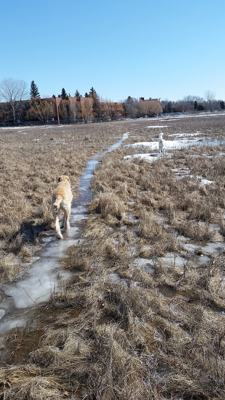 Living Prairie Museum/Park | 2795 Ness Avenue, Winnipeg, MB R3J 3S4 Ness Ave, Winnipeg, MB R3J 3S4, Canada | Phone: (204) 832-0167