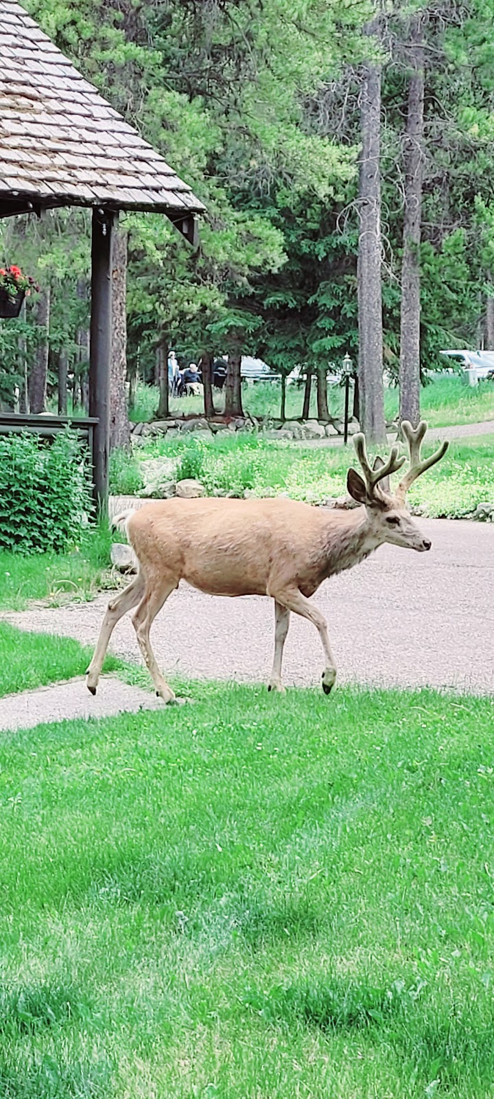 Elkhorn Lodge | 124 Spray Ave, Banff, AB T1L 1A1, Canada | Phone: (403) 762-2299