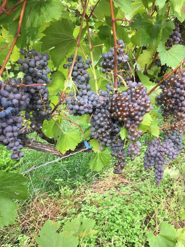 Vignoble Artisans Du Terroir | 1150 Rang de la Montagne, Saint-Paul-dAbbotsford, QC J0E 1A0, Canada | Phone: (450) 379-5353