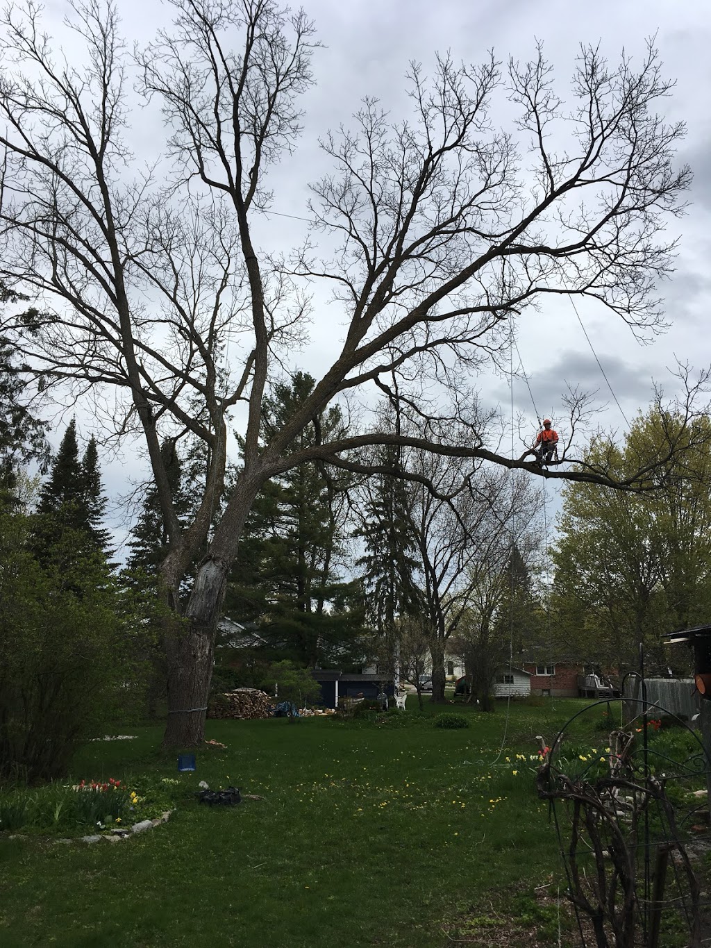 Greenstone Tree Service | 4015 ON-7A, Blackstock, ON L0B 1B0, Canada | Phone: (905) 986-5283