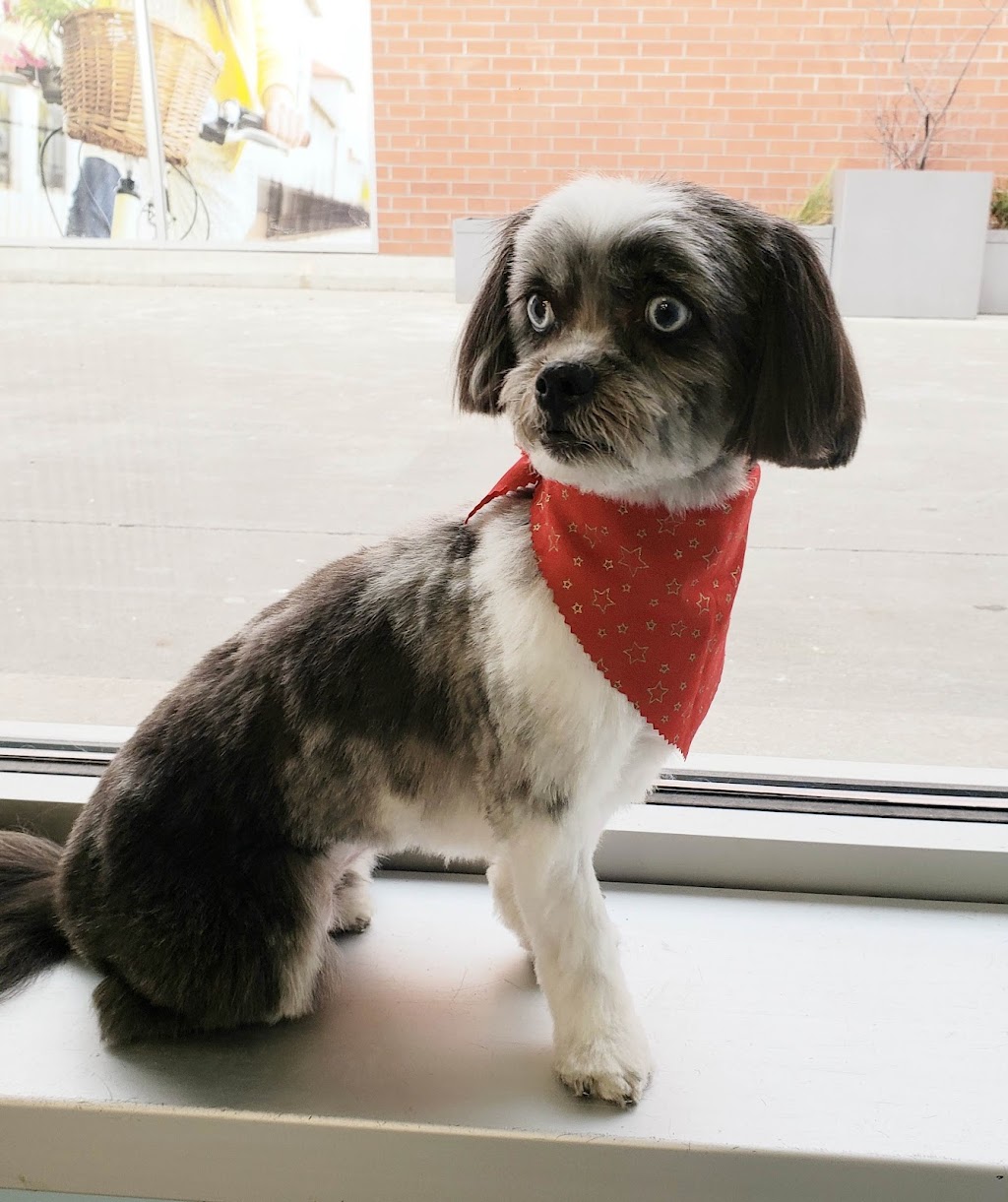 Fab Fido Dog Grooming Spaw | 1277 York Mills Rd Unit 7, North York, ON M3A 1Z5, Canada | Phone: (647) 350-0350