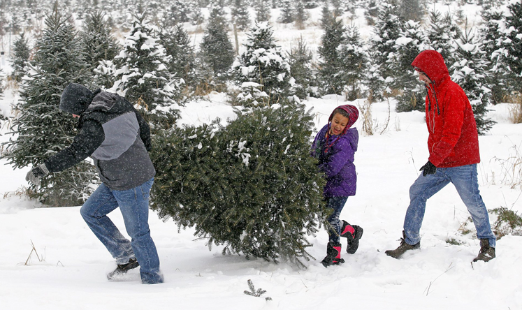 Woodward Christmas Tree Farm | 5505 Westsyde Rd, Kamloops, BC V2B 8N5, Canada | Phone: (250) 579-8739