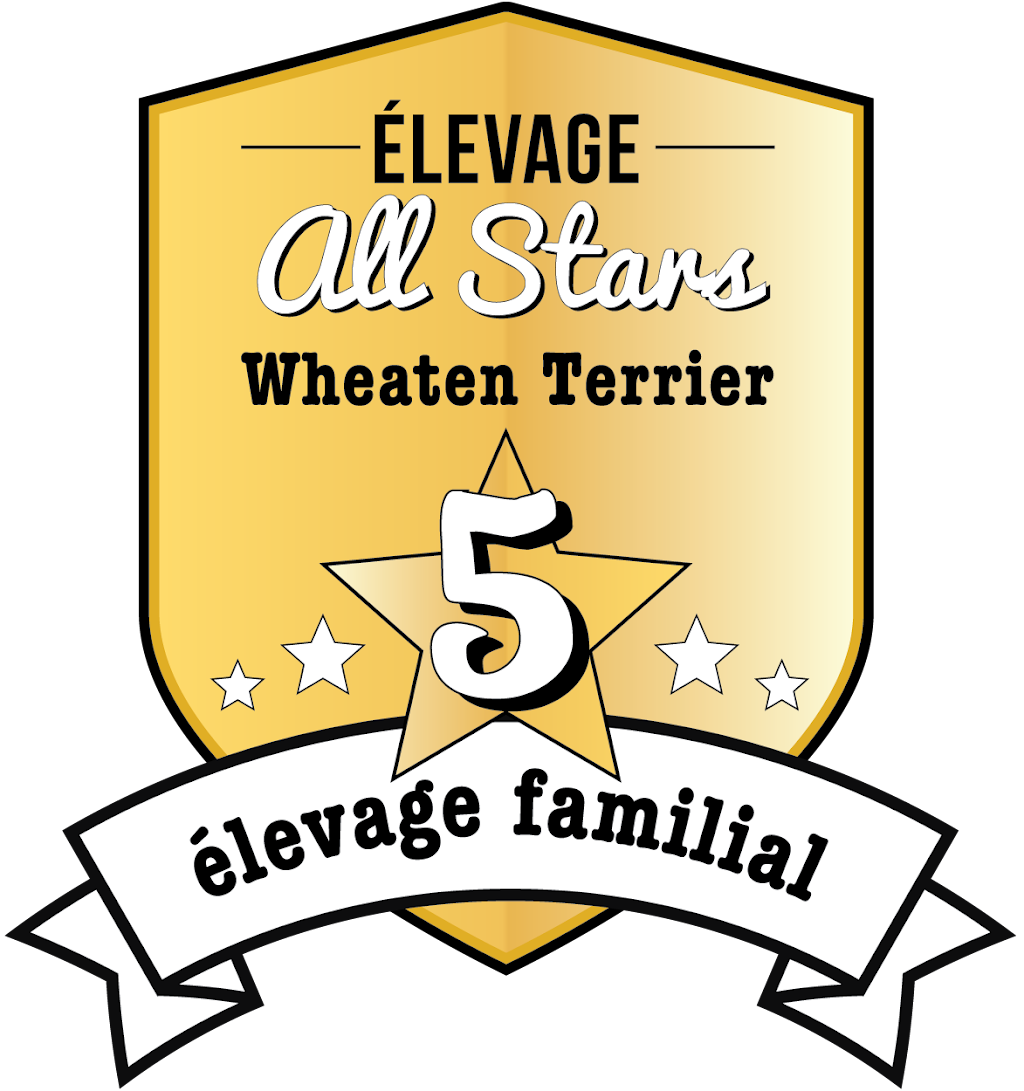 Elevage All Stars Wheaten Terrier | 2150 Rue Fradet, Drummondville, QC J2B 1N7, Canada | Phone: (819) 850-8881