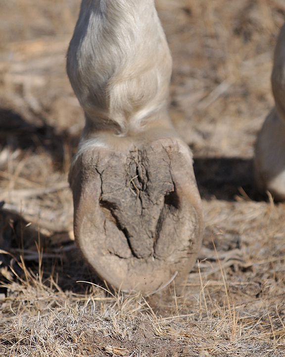 Okanagan School of Natural Hoof Care | 5981 Old Vernon Rd, Kelowna, BC V1X 7V2, Canada | Phone: (250) 869-7861