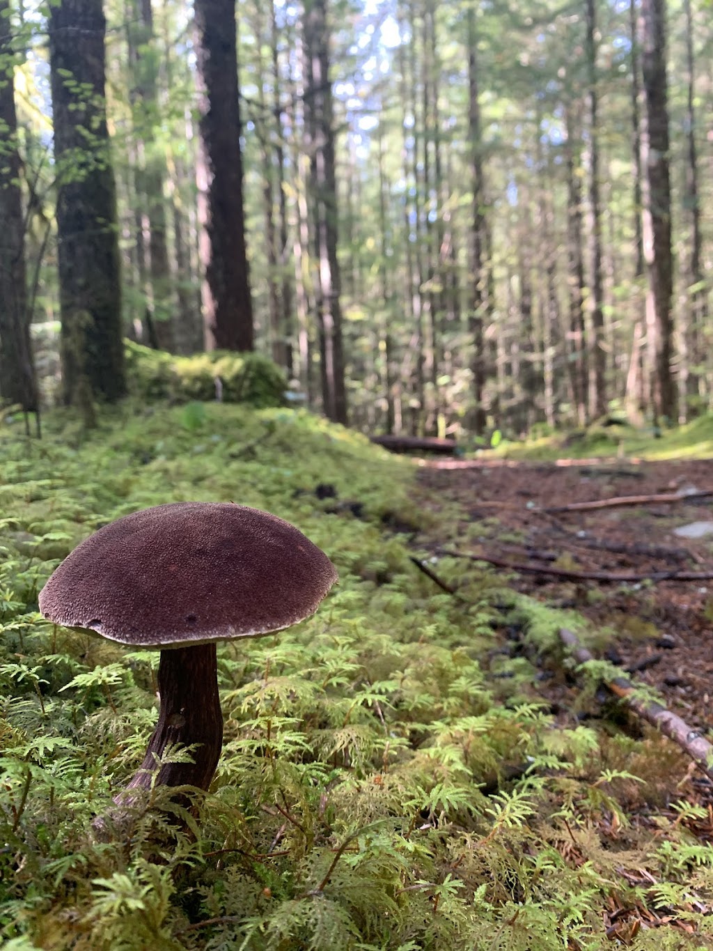 Foraging with you | Thompson Park bc, Chilliwack, BC V4Z 1B9, Canada | Phone: (250) 896-1601