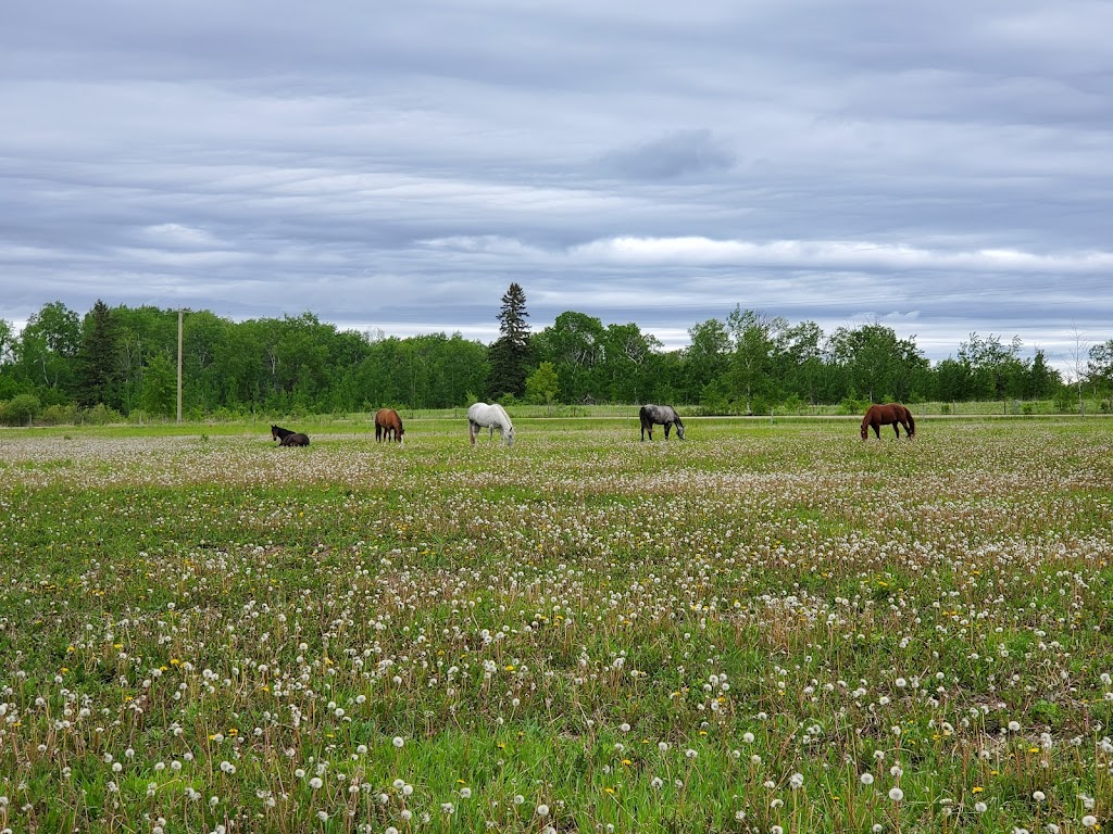 Pine Rock Stables Inc | Anderson Way, Lac du Bonnet, MB R0E 1A0, Canada | Phone: (204) 481-7774