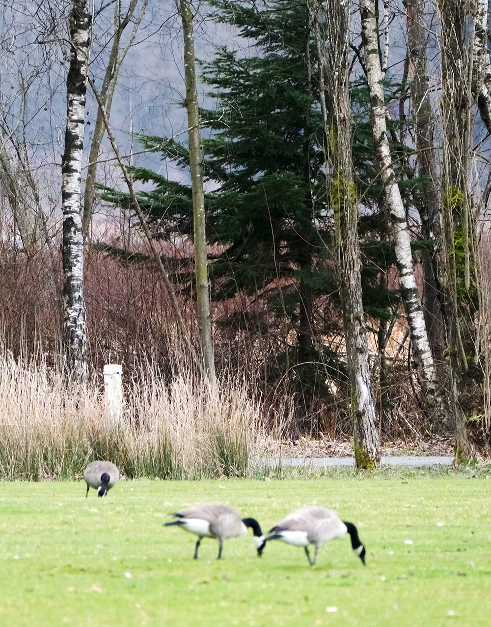 Burnaby Lake Rugby Club | 3760 Sperling Ave, Burnaby, BC V5B 4X5, Canada | Phone: (604) 294-4144