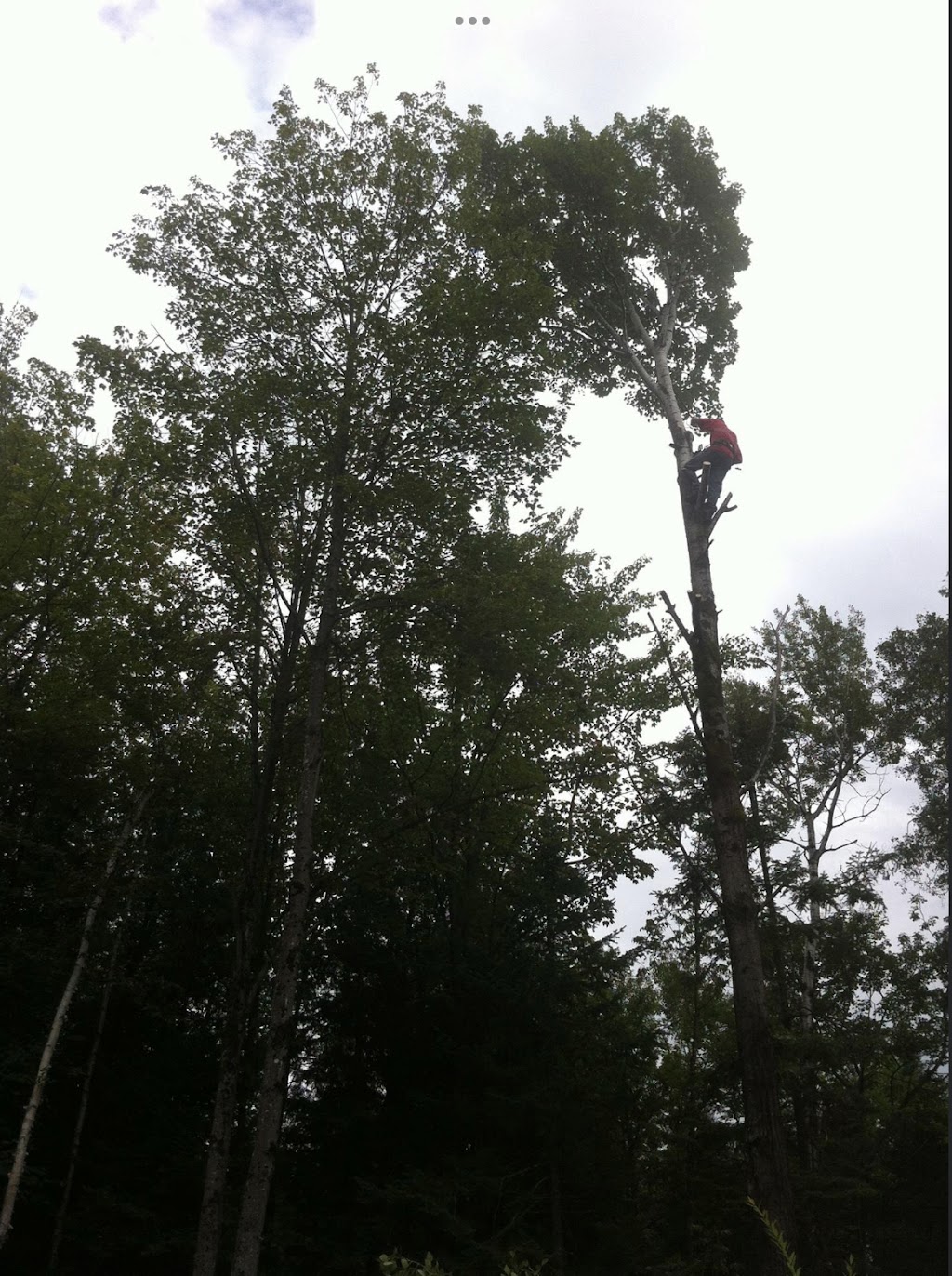 Arboriculture Pagé | 145 Rue Lesage, Saint-Raymond, QC G3L 2L8, Canada | Phone: (418) 283-2083