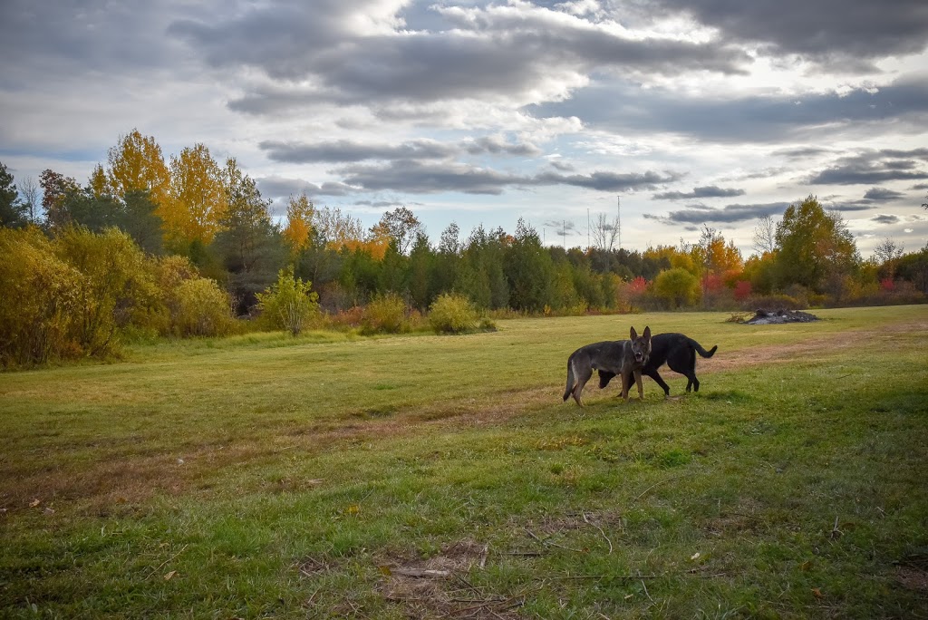 Kennel Club Boarding | 5584 Prince of Wales Dr, Kars, ON K0A 2E0, Canada | Phone: (613) 276-5074