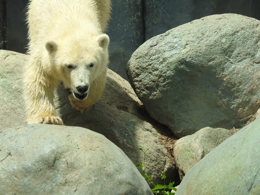 Polar Bear Exhibit | 2000 Meadowvale Rd, Scarborough, ON M1B 5K7, Canada | Phone: (416) 392-5929