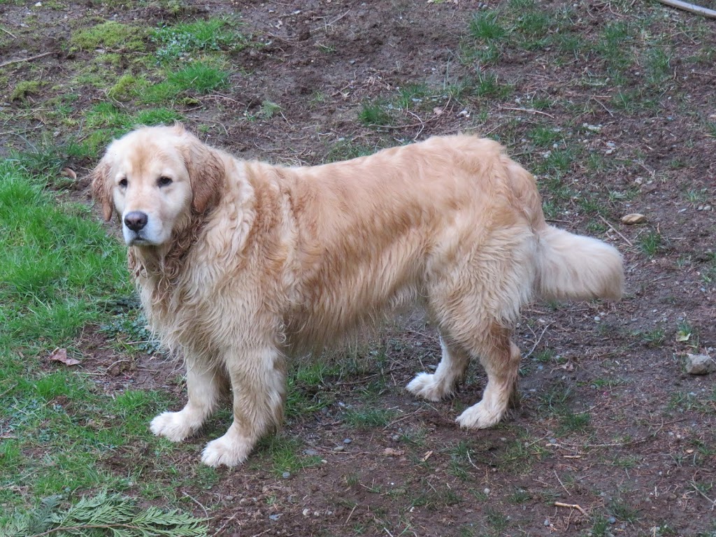 The Daisy Farm | Metchosin, BC V9C 4C1, Canada | Phone: (250) 385-0053