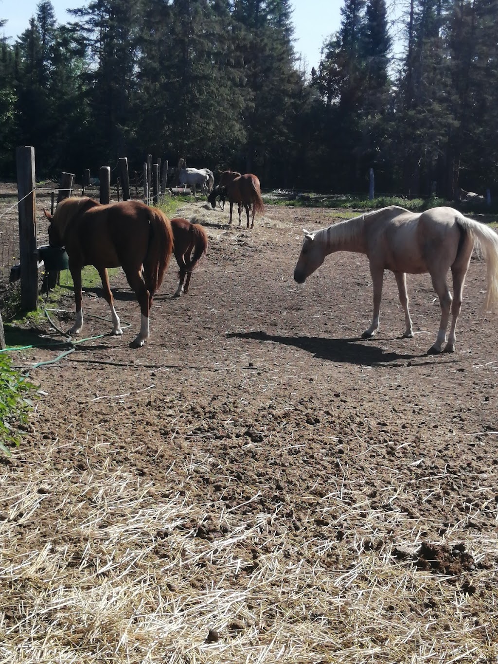 Stewart Coughlin Riding Ranch | 129 Riding Ranch Rd, South River, ON P0A 1X0, Canada | Phone: (705) 386-7465