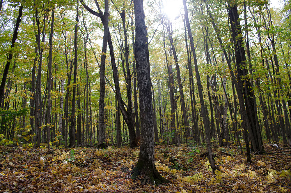 Malcolm Bluff Shores Nature Reserve | Wrights Crescent, South Bruce Peninsula, ON N0H 2T0, Canada | Phone: (800) 440-2366