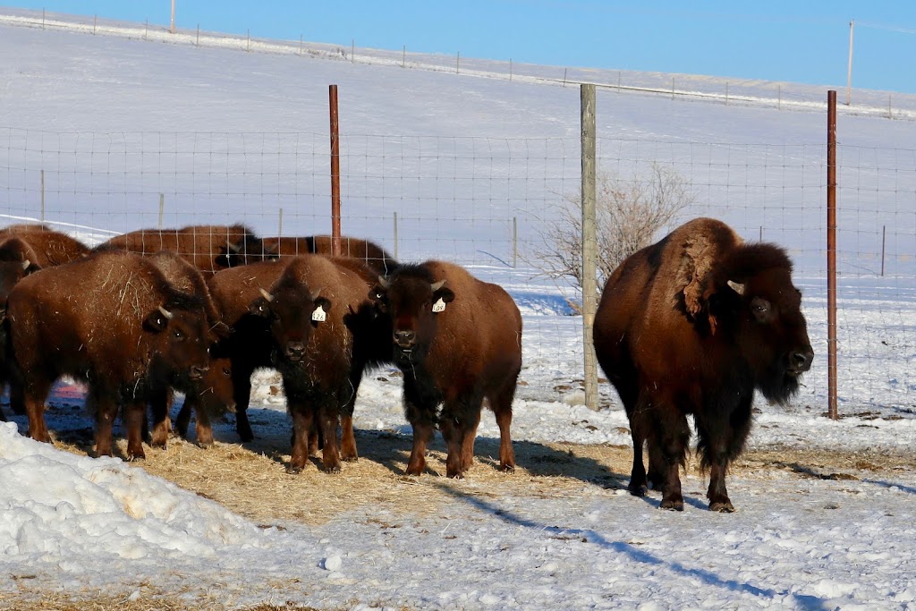 Canadian Rocky Mountain Ranch | Foothills County, AB T0L 1W0, Canada | Phone: (403) 252-9924