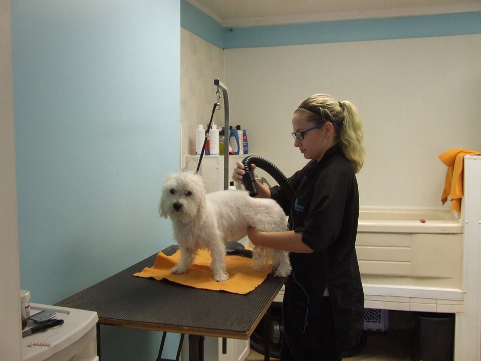 Courtney’s Paw Spa | 129 Victoria Rd N #16, Guelph, ON N1E 6V3, Canada | Phone: (519) 400-5495