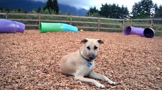 The Dog Patch | 645 Laurier Ave, Port Coquitlam, BC V3E 3G1, Canada | Phone: (604) 942-1166