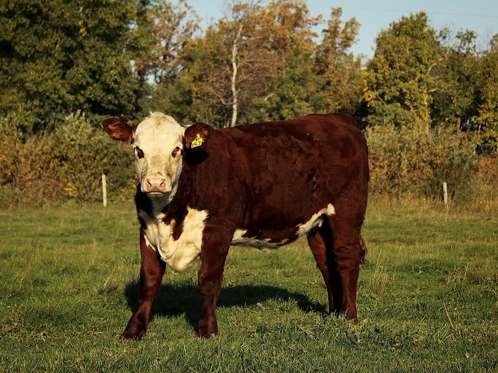 Acorn Ridge Polled Herefords | 27043 Rd 31N, Kleefeld, MB R0A 0V0, Canada | Phone: (204) 381-0721