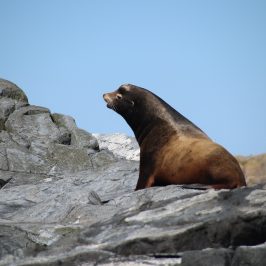 Esquimalt Eco tours | C/O Westbay Marina, 453 Head St, Victoria, BC V9A 5S1, Canada | Phone: (778) 535-7744