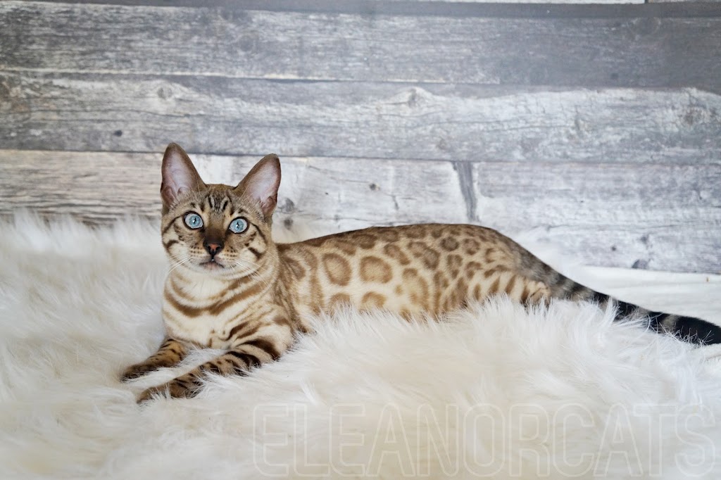 ELEANORCATS, élevage de chats bengal | 740 Bd Taschereau S, Sainte-Marie, QC G6E 1V6, Canada | Phone: (418) 448-0051