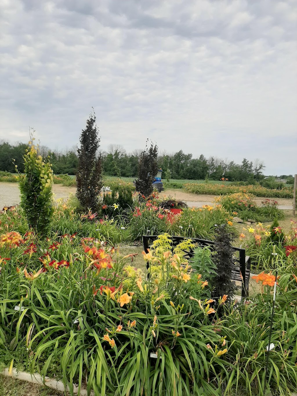 Dynamic Daylilies Inc. | 4500 S Service Rd, Beamsville, ON L0R 1B1, Canada | Phone: (905) 617-0788