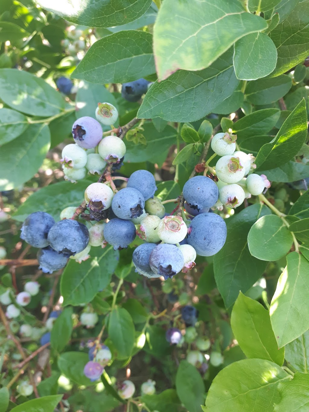 Walkers Blueberries | 1567 Bean Rd, New Hamburg, ON N3A 2X2, Canada | Phone: (519) 662-2558
