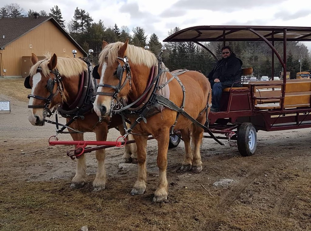 Gentle Giant Stables | 1320 Route 700 W, St-Albert, ON K0A 3C0, Canada | Phone: (613) 868-9590