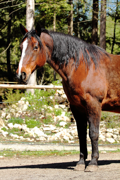 Listening Horse Ranch | 1760 Pell Rd, Roberts Creek, BC V0N 2W1, Canada | Phone: (604) 885-6777