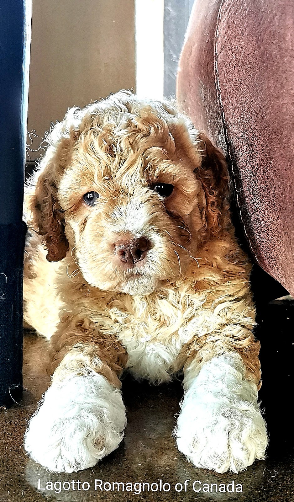 Lagotto Romagnolo of Canada | 420 Lowrys Rd, Parksville, BC V9P 2B5, Canada | Phone: (780) 573-8628