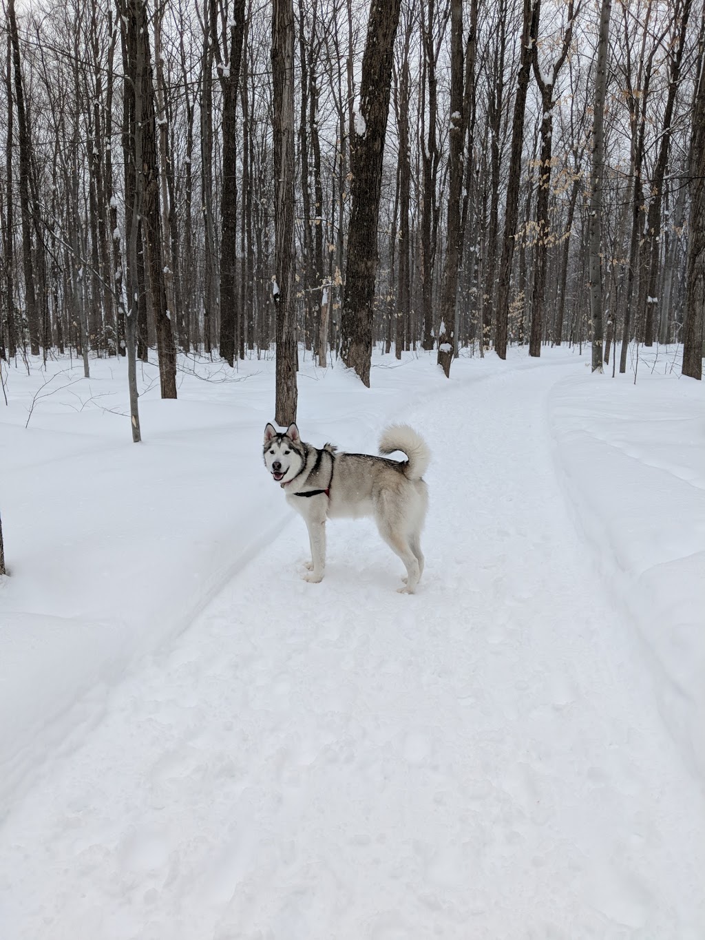 The trails of the Peninsula | 2001 Rue Jean Pierre, Repentigny, QC J5Z 0C3, Canada | Phone: (450) 585-0121