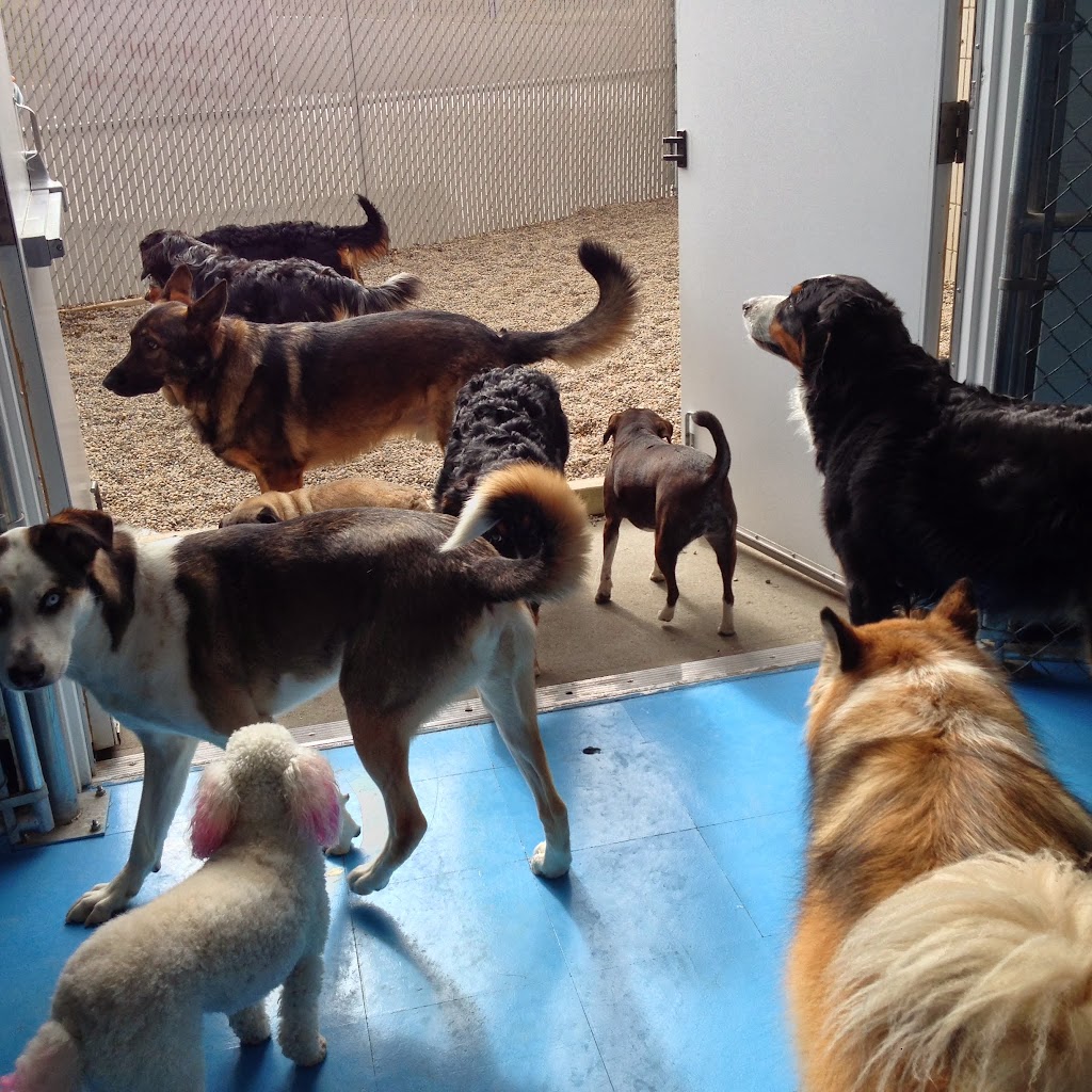 Hounds Like Fun!!! | 759 Northmount Dr NW, Calgary, AB T2L 0A1, Canada | Phone: (403) 289-2208