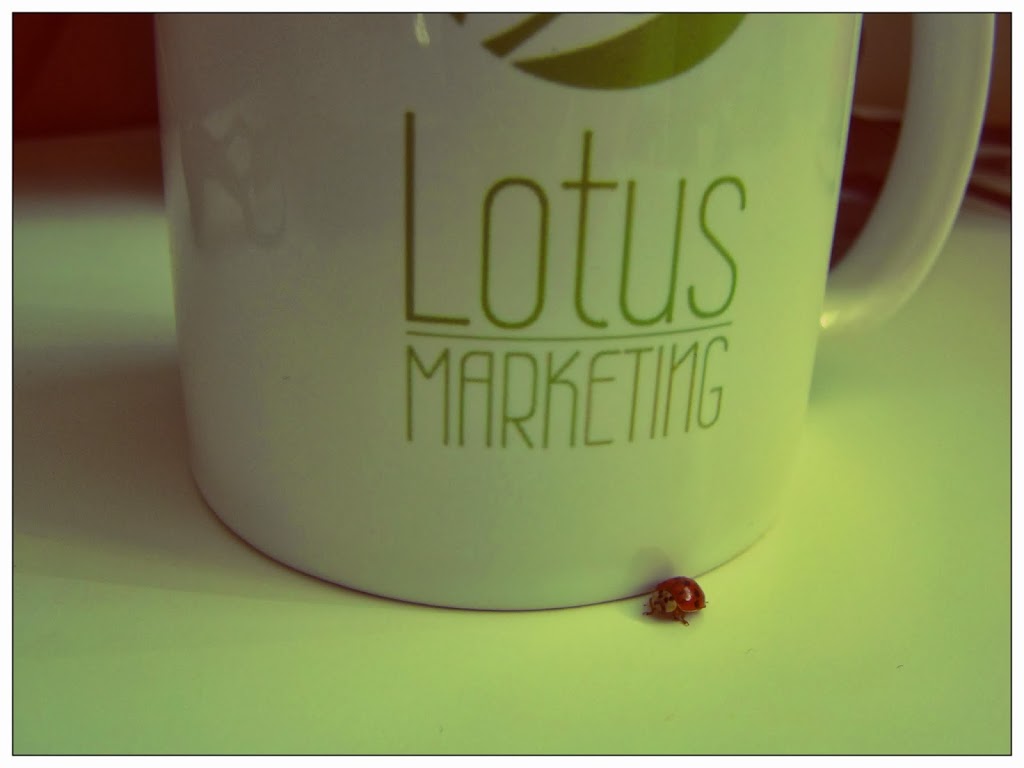 Agence Web - Lotus Marketing | 39 Rue des Rochers-Boisés, Orford, QC J1X 7C9, Canada | Phone: (819) 769-0909