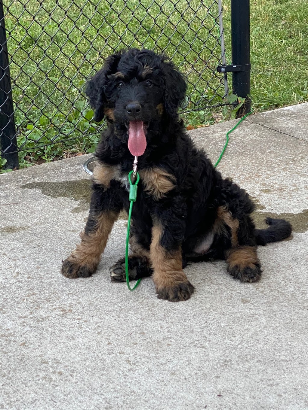 Maple Breeze Kennels Bernedoodles | 5466 Line 84, Listowel, ON N4W 3G9, Canada | Phone: (519) 496-6651