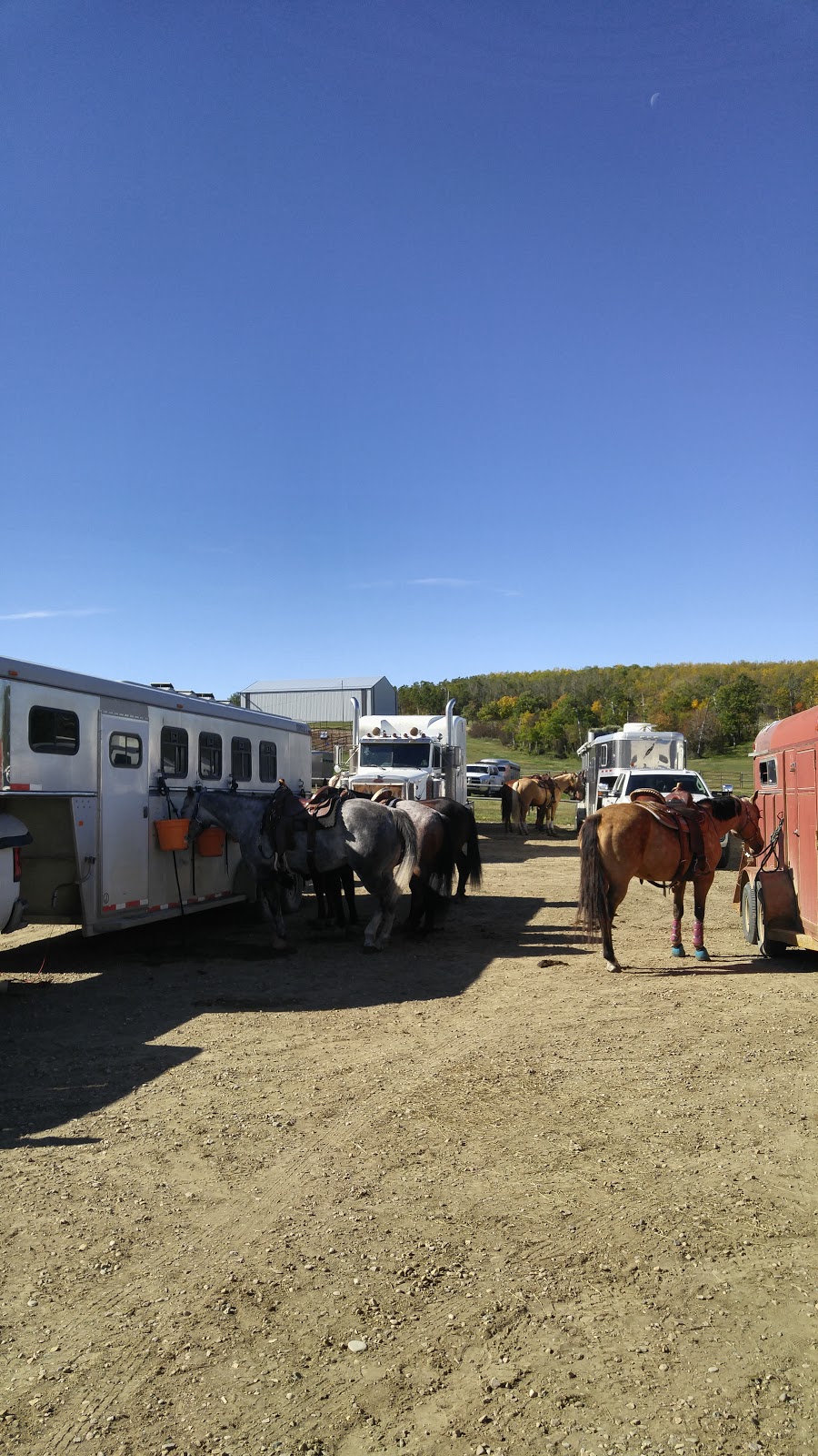 Fired Up Performance Horses | 340068 AB-805, Wimborne, AB T0M 2G0, Canada | Phone: (403) 506-7037