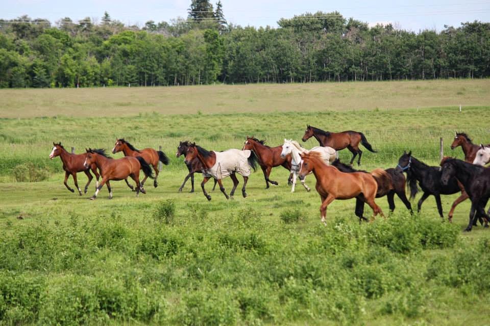 Horse Sense Training & Petting Zoo | 54410 Range Rd 255, Sturgeon County, AB T8T 0T9, Canada | Phone: (780) 470-0414