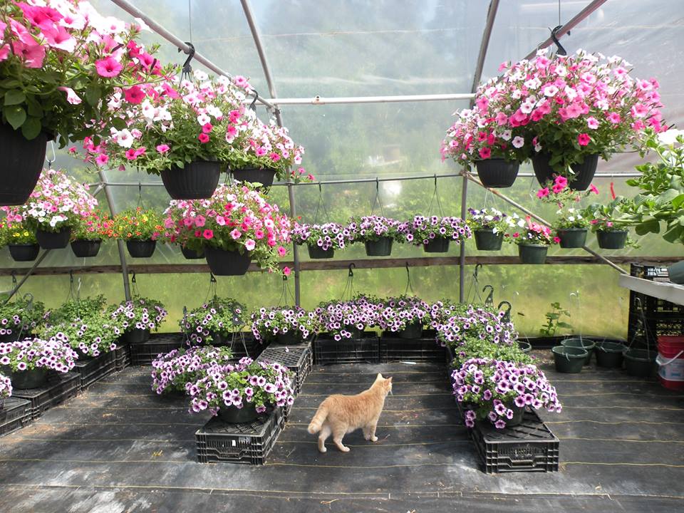 Northwest Bay Nursery | 2314 NW Bay Rd, Nanoose Bay, BC V9P 9B3, Canada | Phone: (250) 468-5953