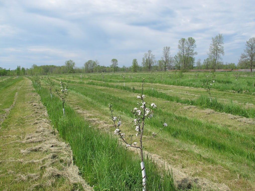 Janssens Orchards | 668 County Rd 4, Odessa, ON K0H 2H0, Canada | Phone: (613) 650-7772