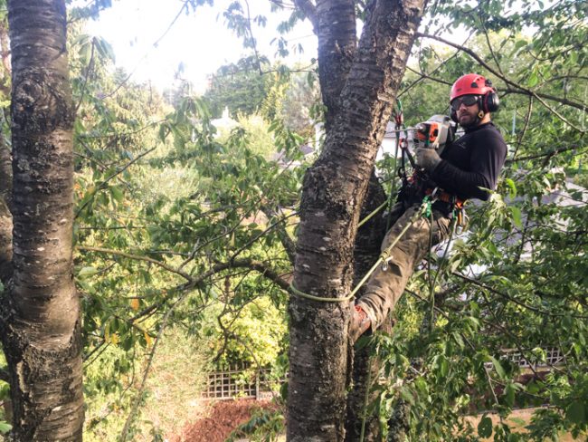 Arbutus Tree Service | 7520 Balaclava St, Vancouver, BC V6N 0A3, Canada | Phone: (604) 737-2643